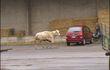 Chasse au taureau à Droixhe